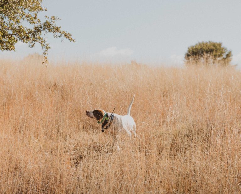 A pointer on whoa in a steady point.