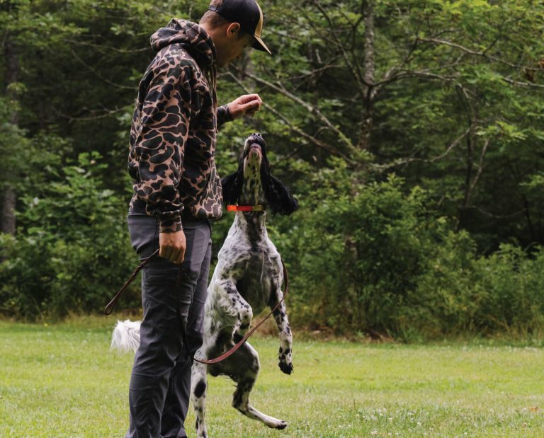 A dog in an excited mental state durning dog training