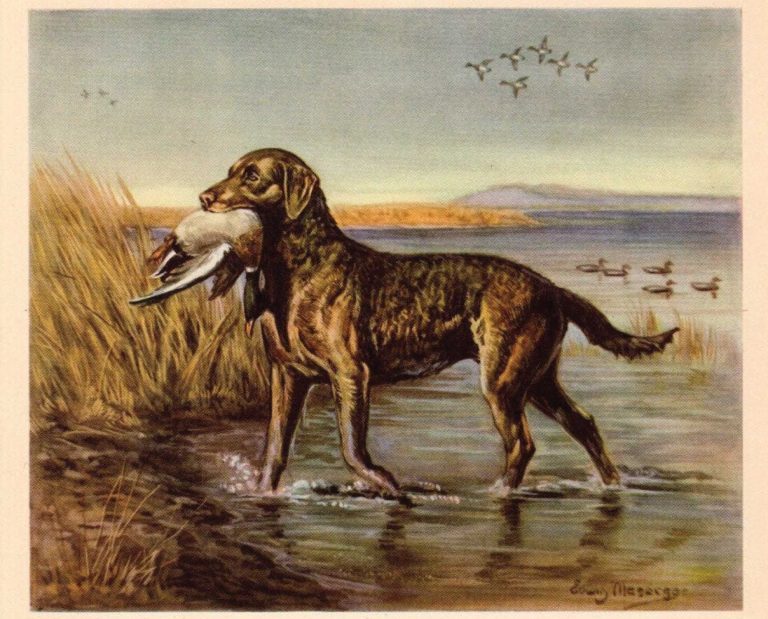 Painting of a Chesapeake Bay Retriever