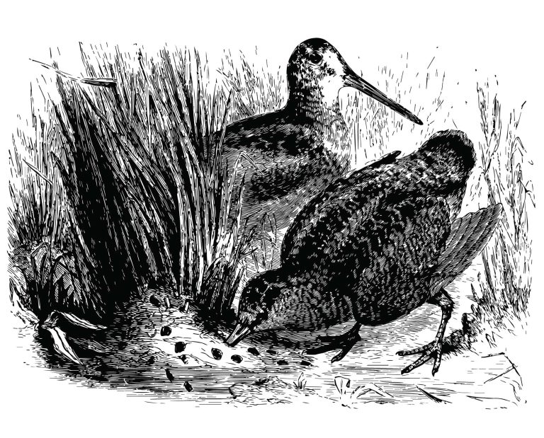 The Many Nicknames of the American Woodcock
