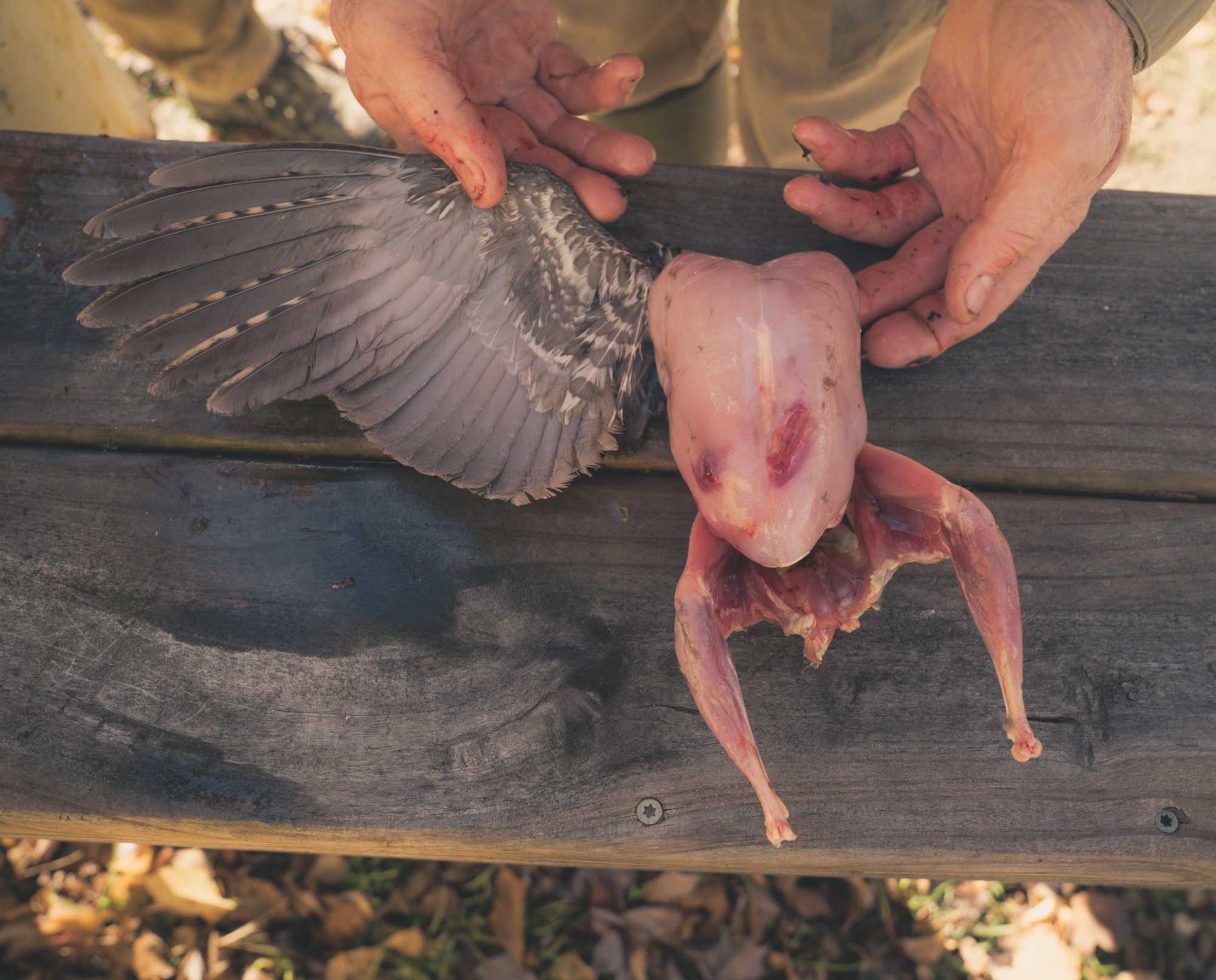 A ruffed grouse with one wing left on for game bird identification.