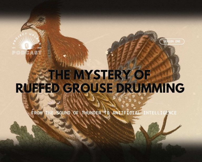 A historic ruffed grouse painting from George Edwards