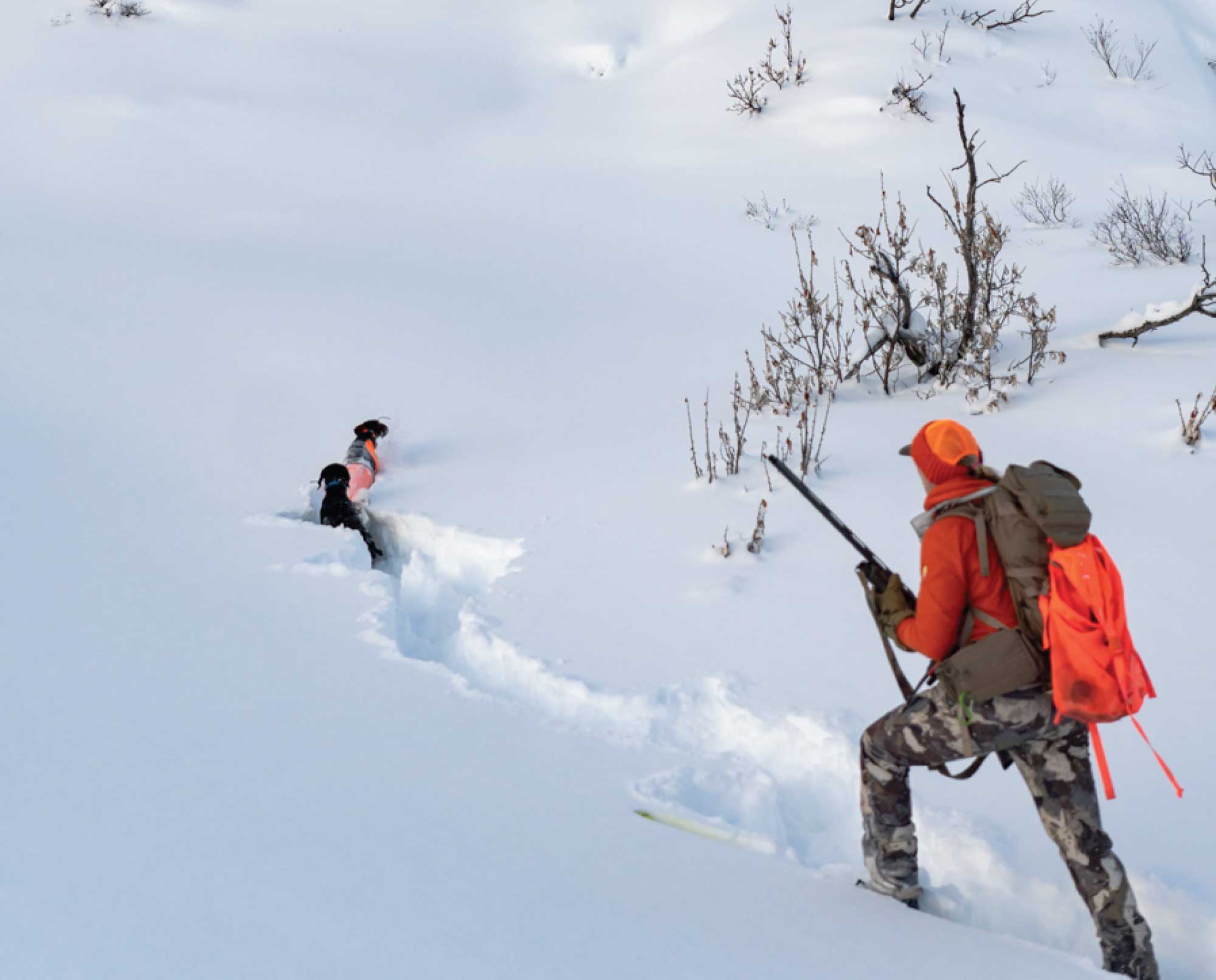 a hunter on skis approaching pointing dogs
