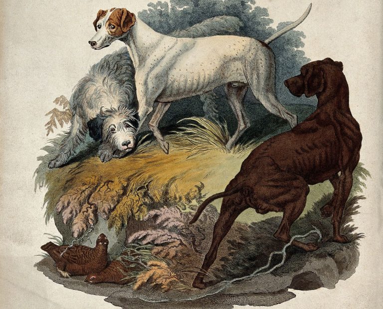 a painting of dogs believed to have been russian setters