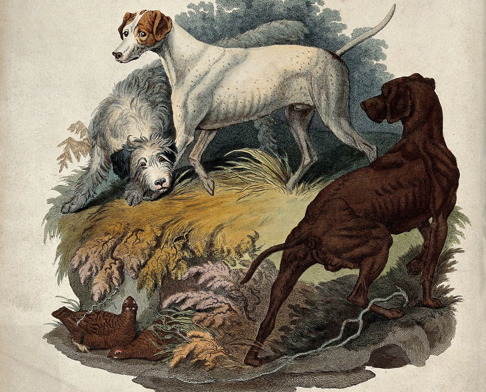 a painting of dogs believed to have been russian setters