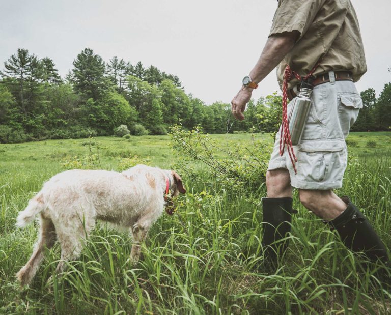 A spinone being trained using positive reinforcement