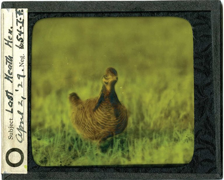 A health hen photo from 1929