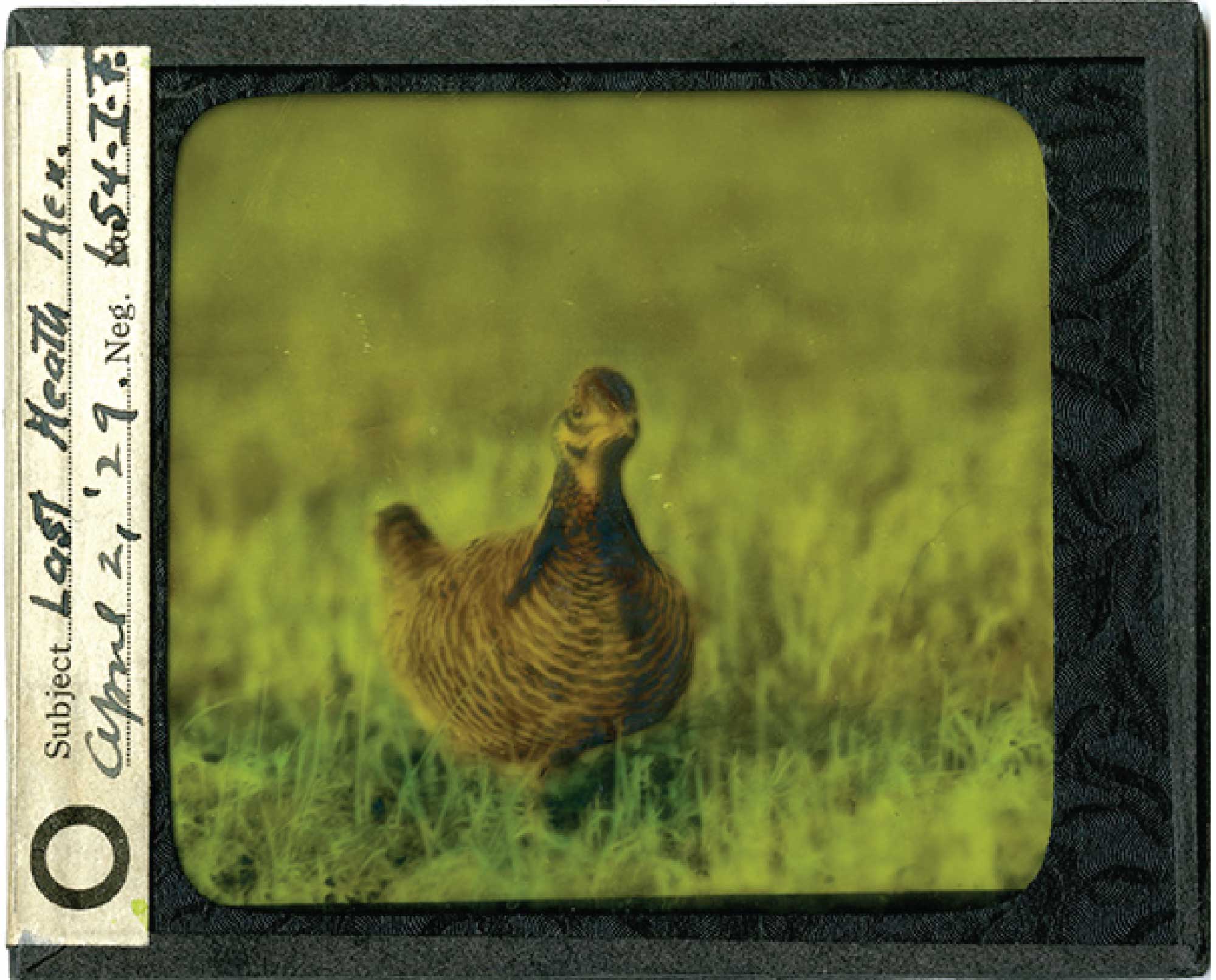 A health hen photo from 1929