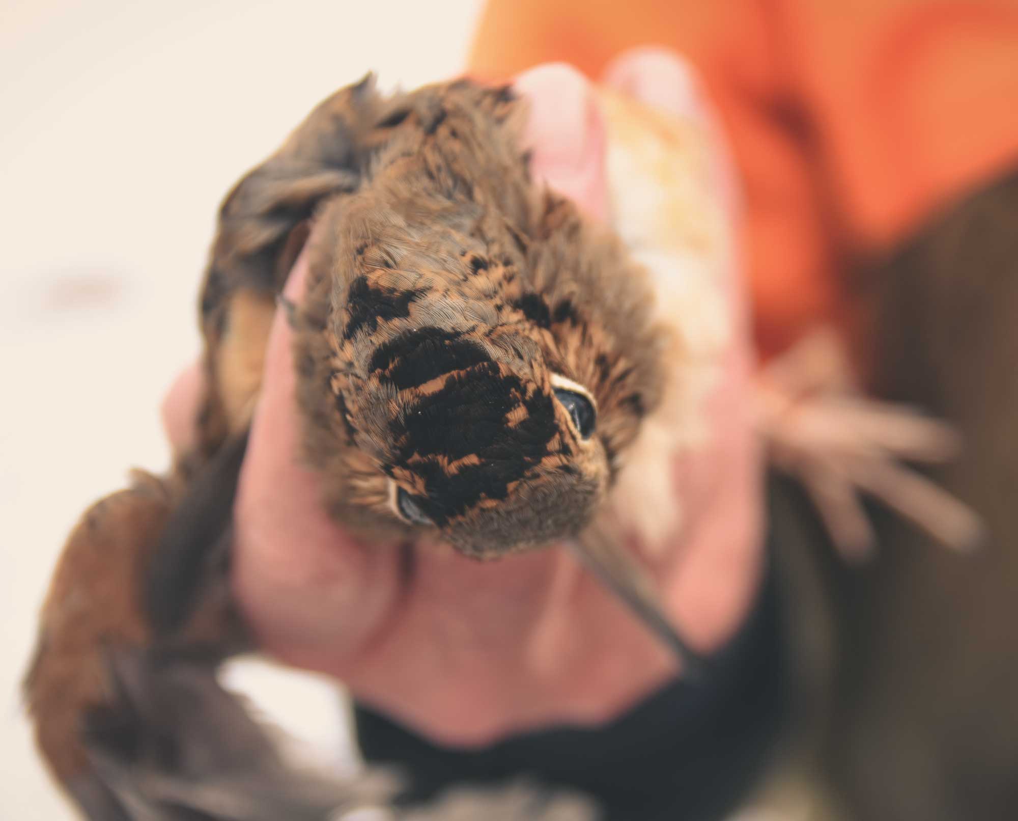A hunter holds a woodcock while hunting without a dog.