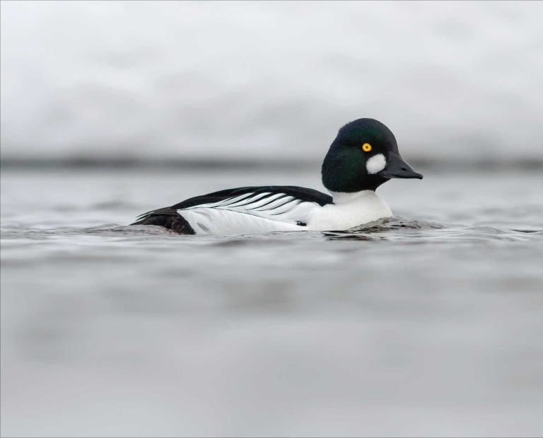A common goldeneye (Bucephala clangula)