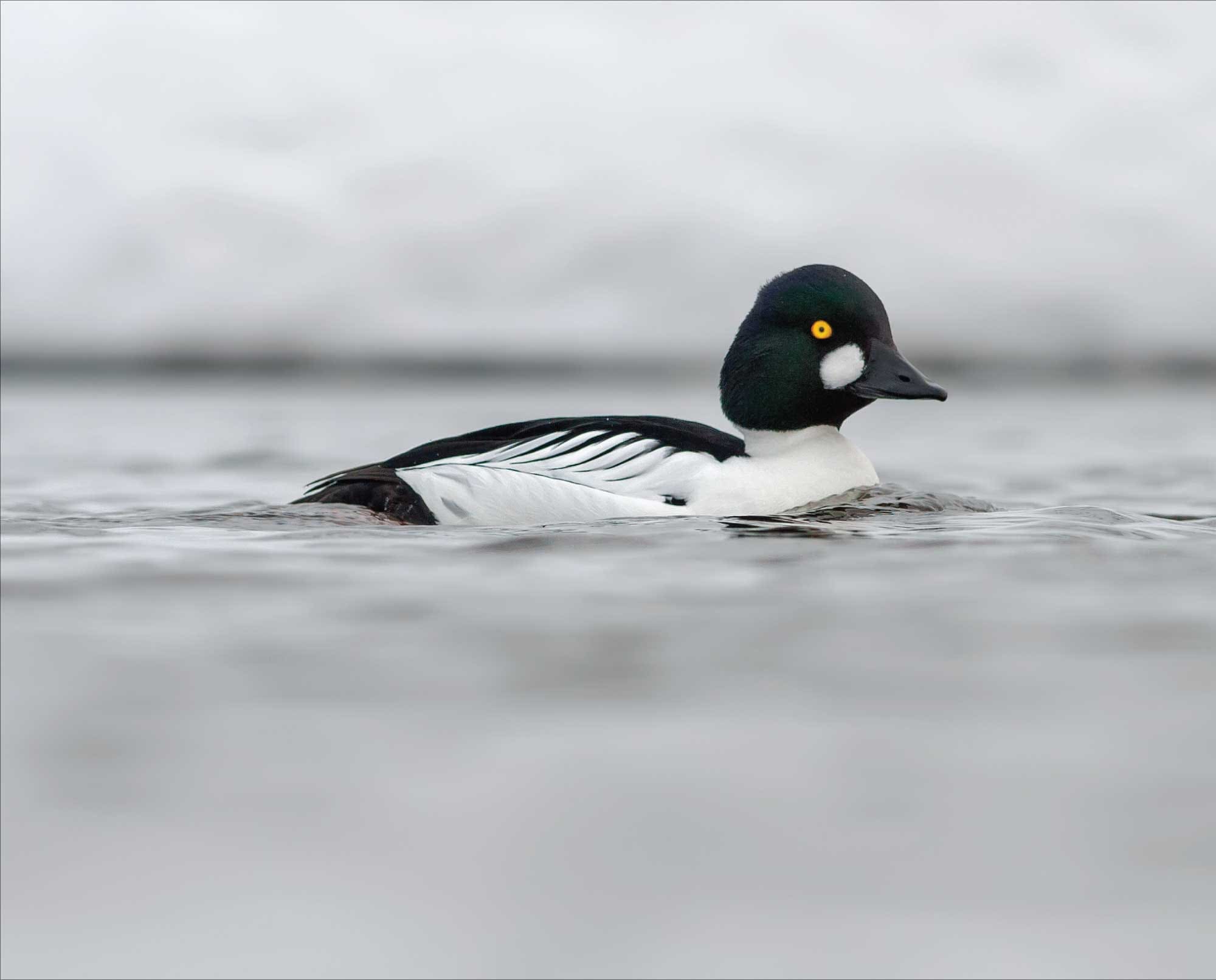 A common goldeneye (Bucephala clangula)