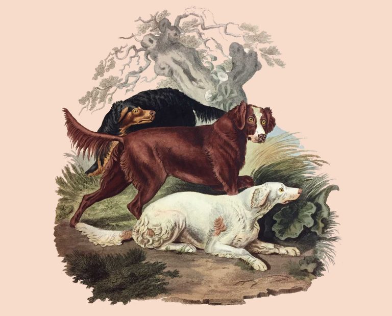 a group of setting spaniels