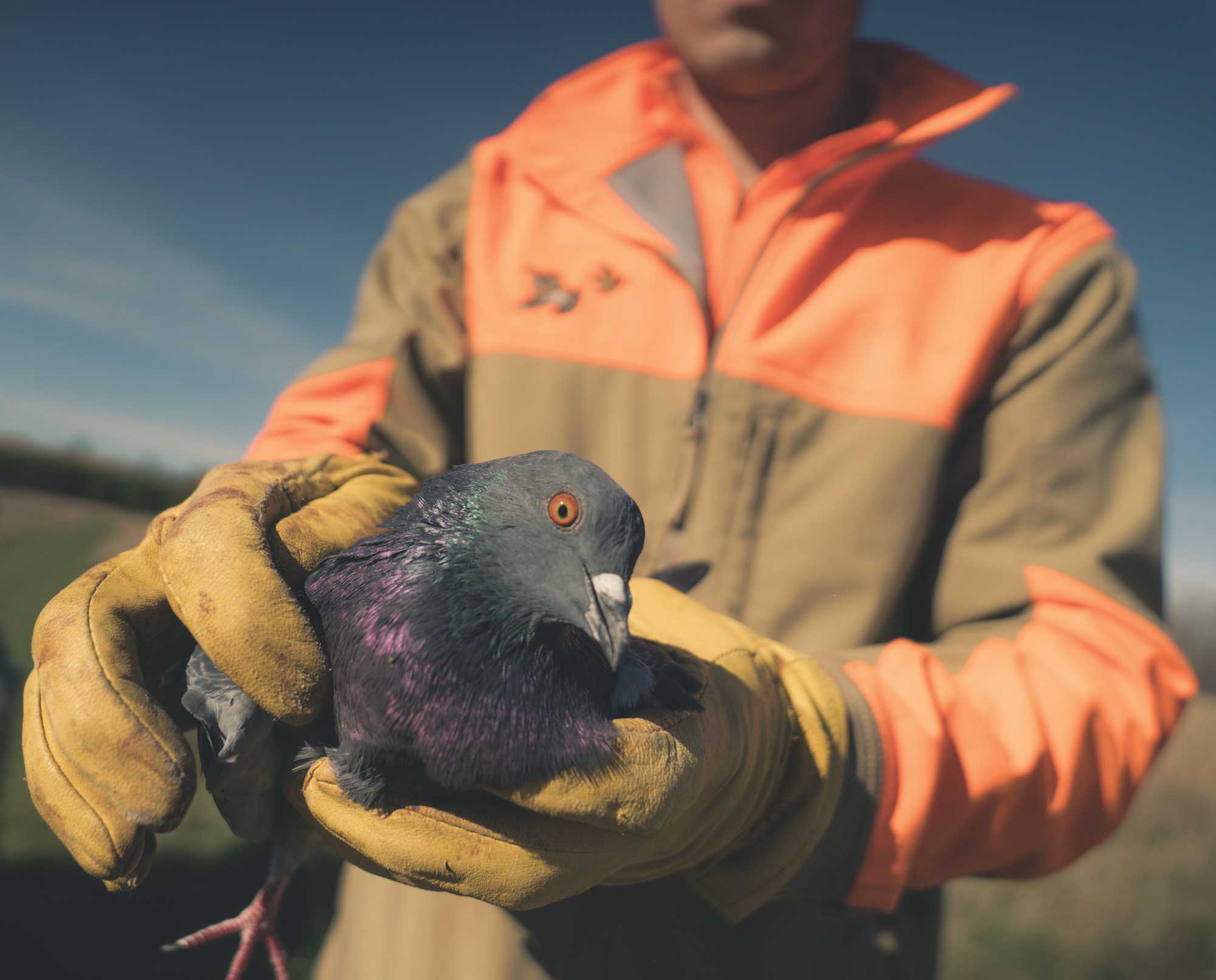A bird dog trainer holding a training pigeon.