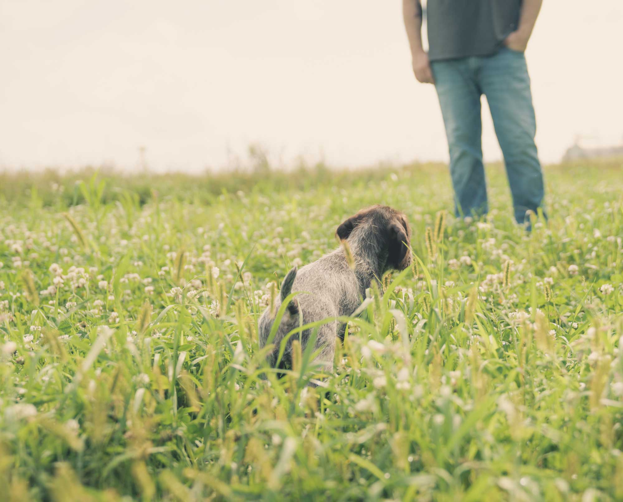A puppy looks to the owner for direction.