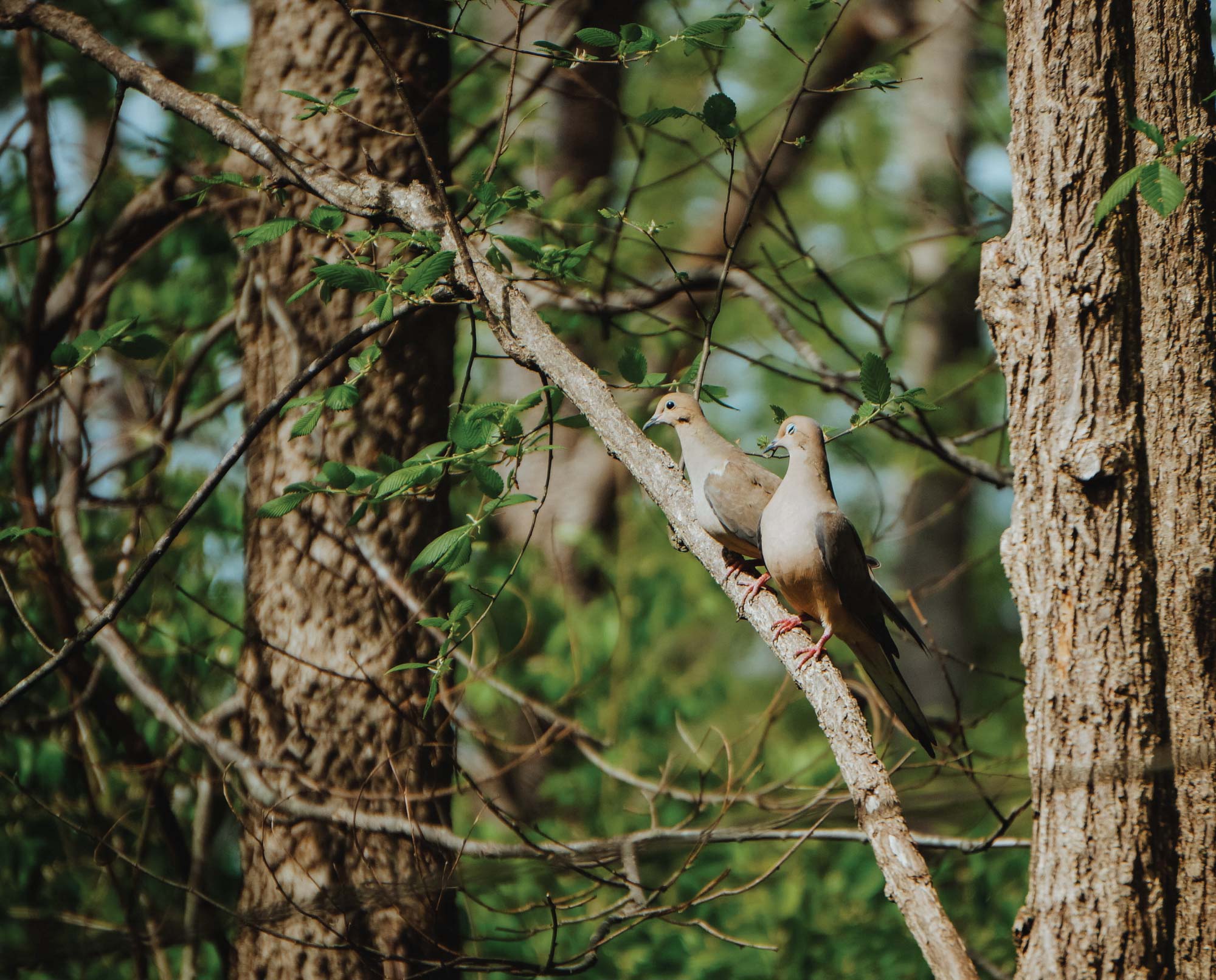 Doves across a field during the early hunting season
