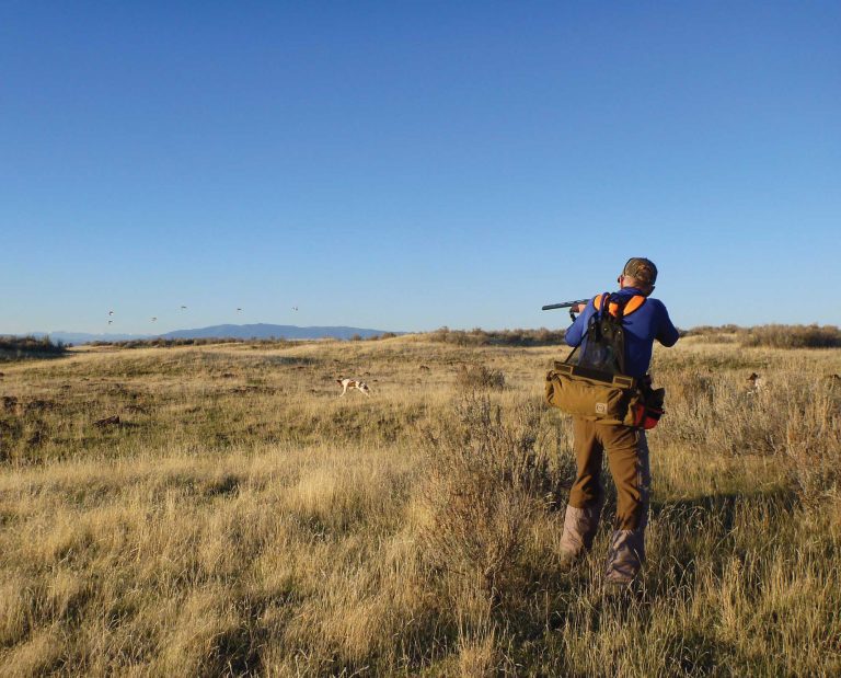 A chukar hunter shoots as a group of chukar fly's away