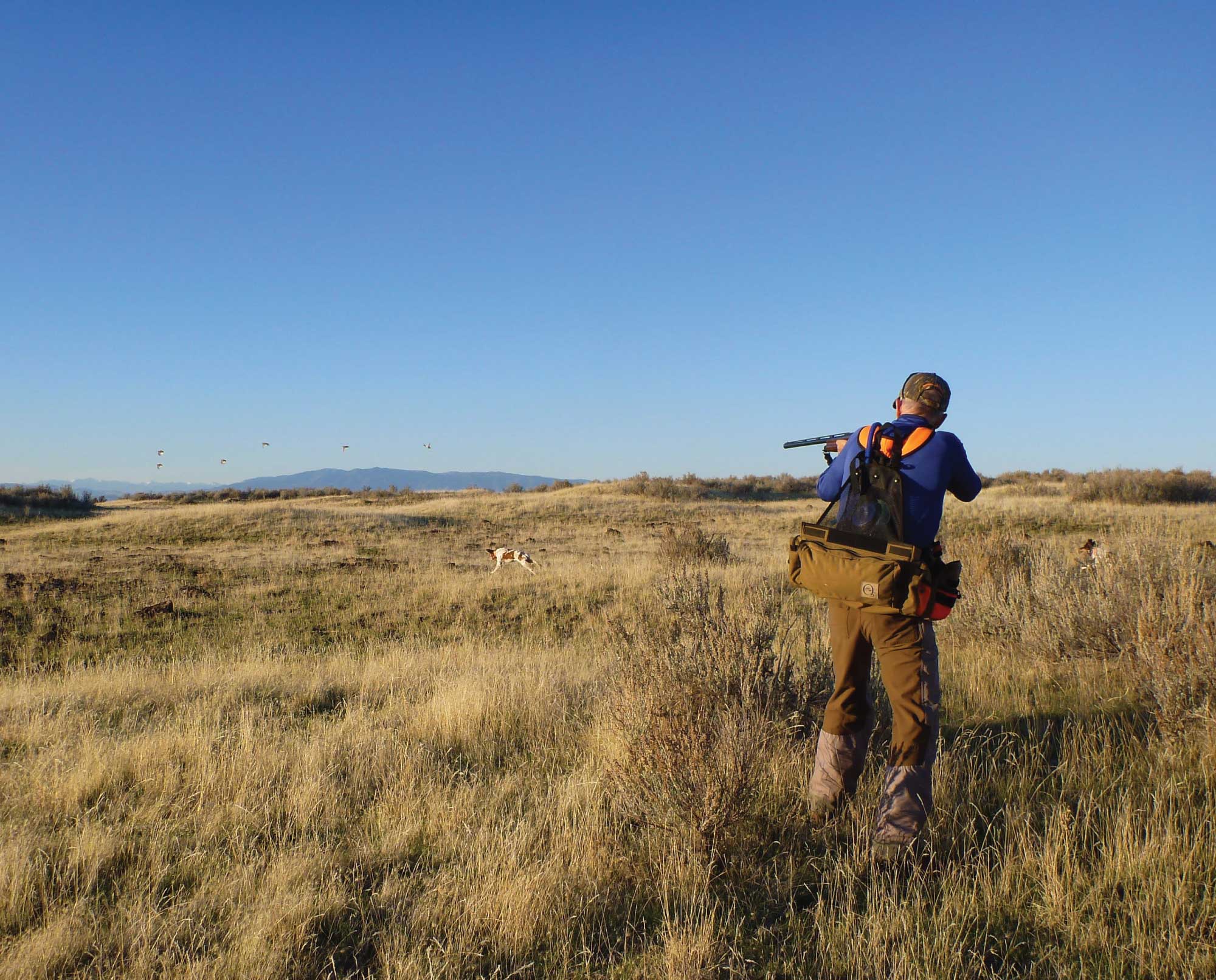 A chukar hunter shoots as a group of chukar fly's away