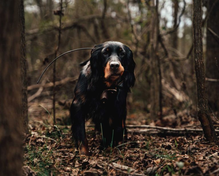 A Gordon Setter points a woodcock while bird hunting