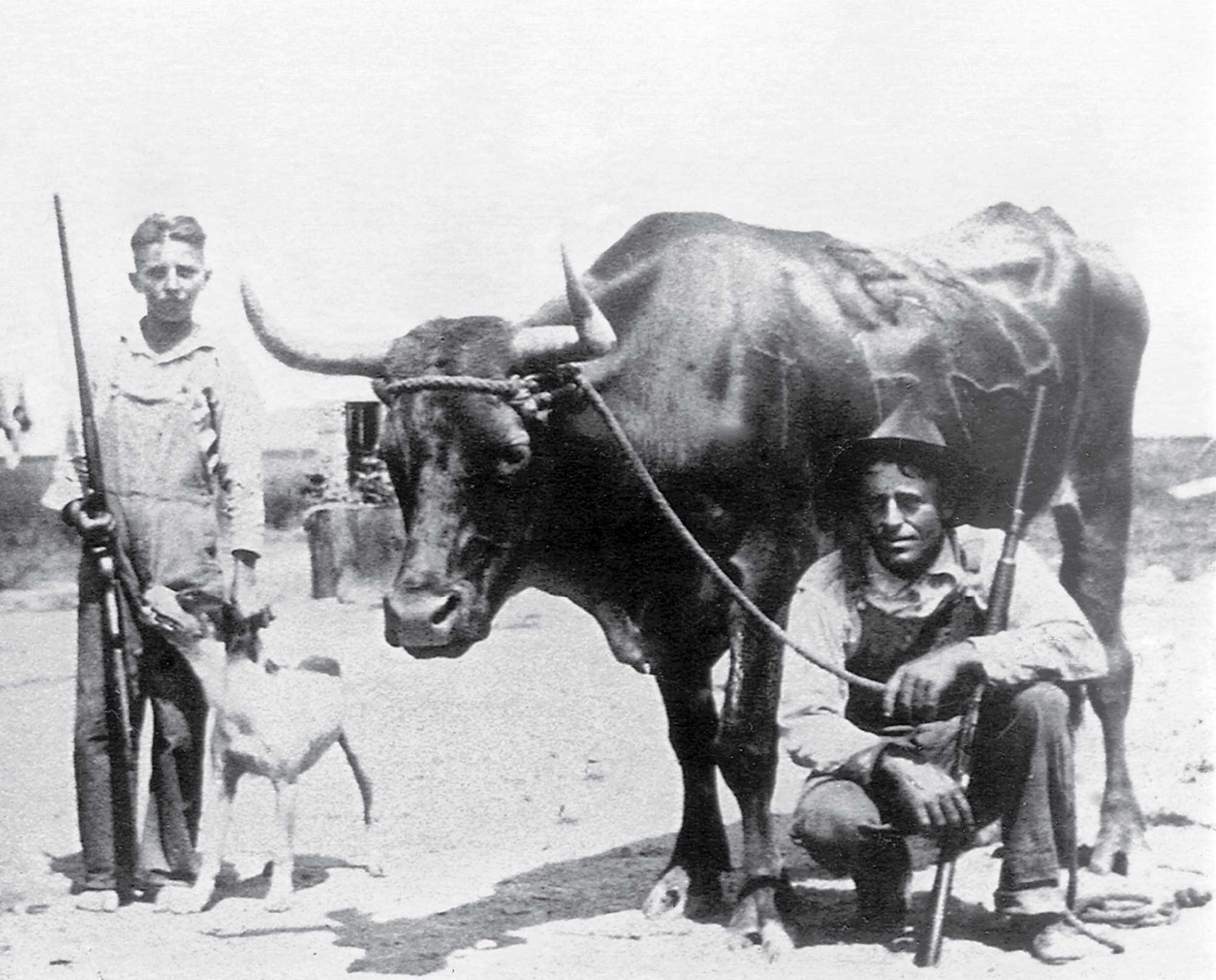 A black and white photo of Texas waterfowl hunters using a steer to duck hunt