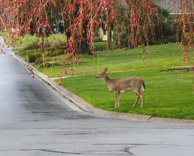 A whitetail deer stands at a road in suburban America