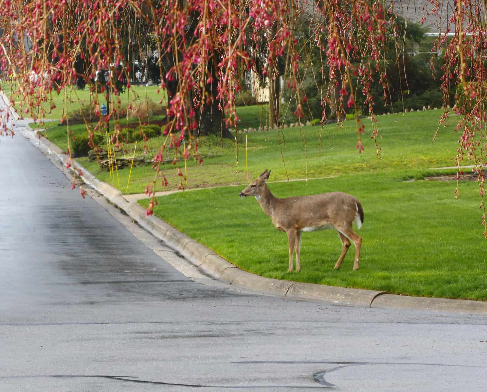 A whitetail deer stands at a road in suburban America