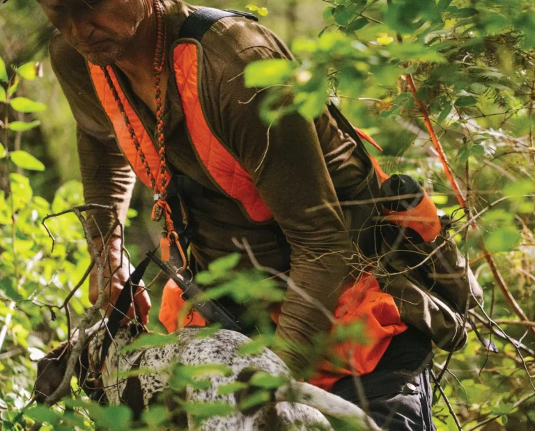 A hunter trains a pointing dog while hunting wild birds