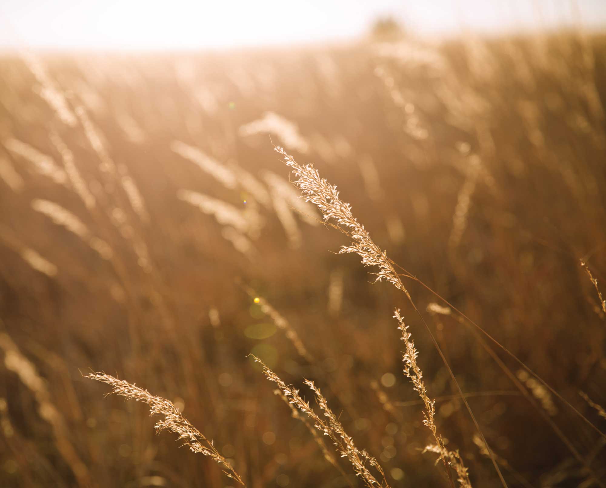 a close up of North American grassland style grasses
