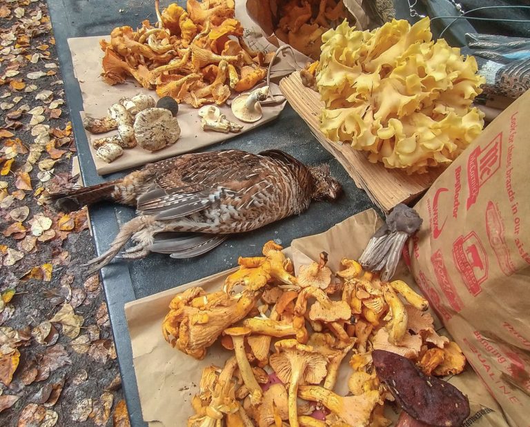 A wide variety of edible mushrooms picked in the Pacific Northwest