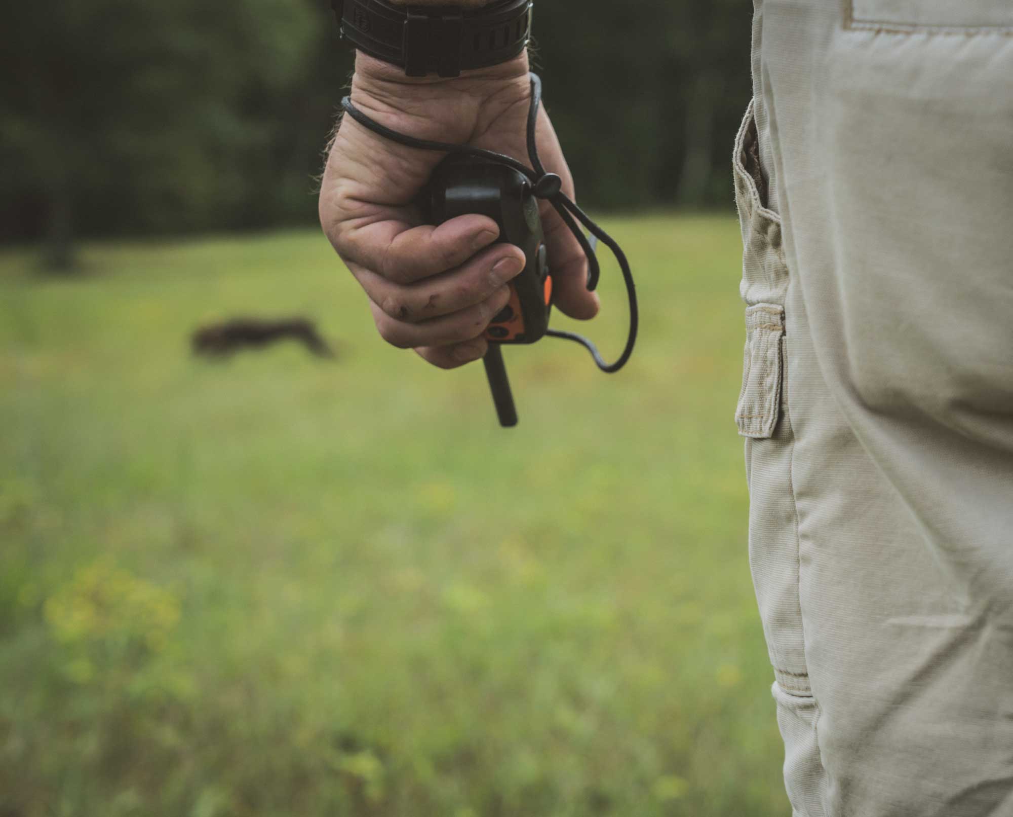 A bird dog trainer uses correct timing to correct a gun dog in the field.