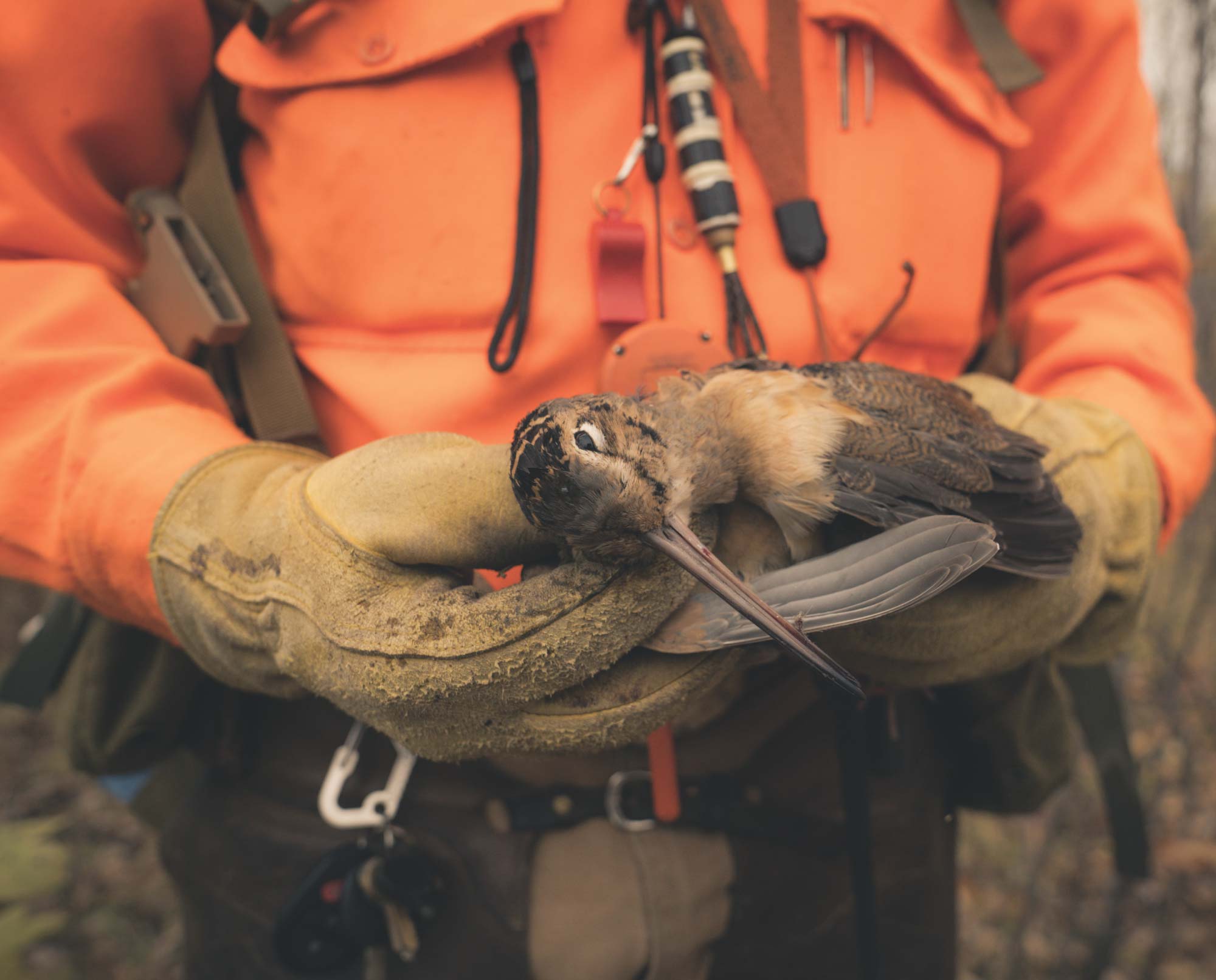 A woodcock hunter holds a bird in his hands.