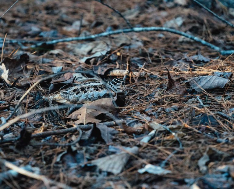 An American Woodcock probes for worms in the soil
