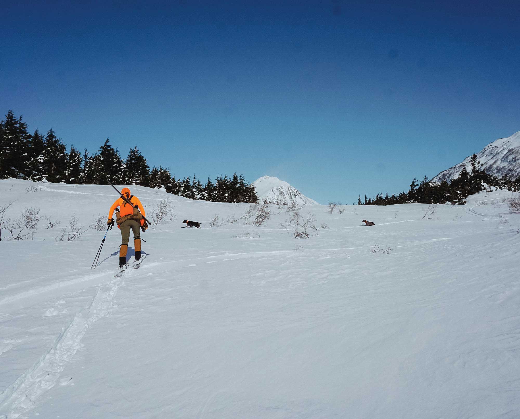 A bird hunter with dogs, hunting on skis