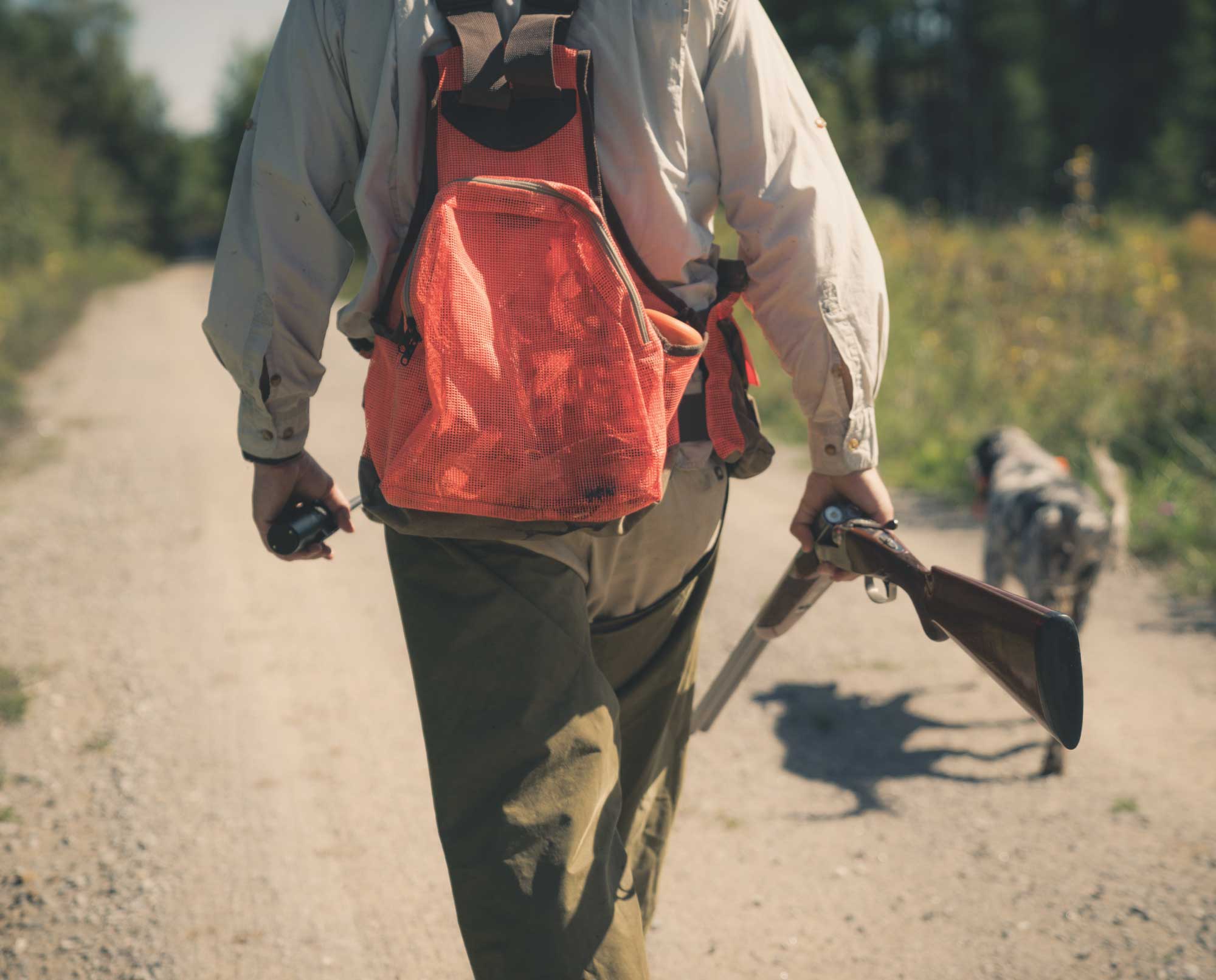 A grouse hunter walks into a cover wit his English Setter