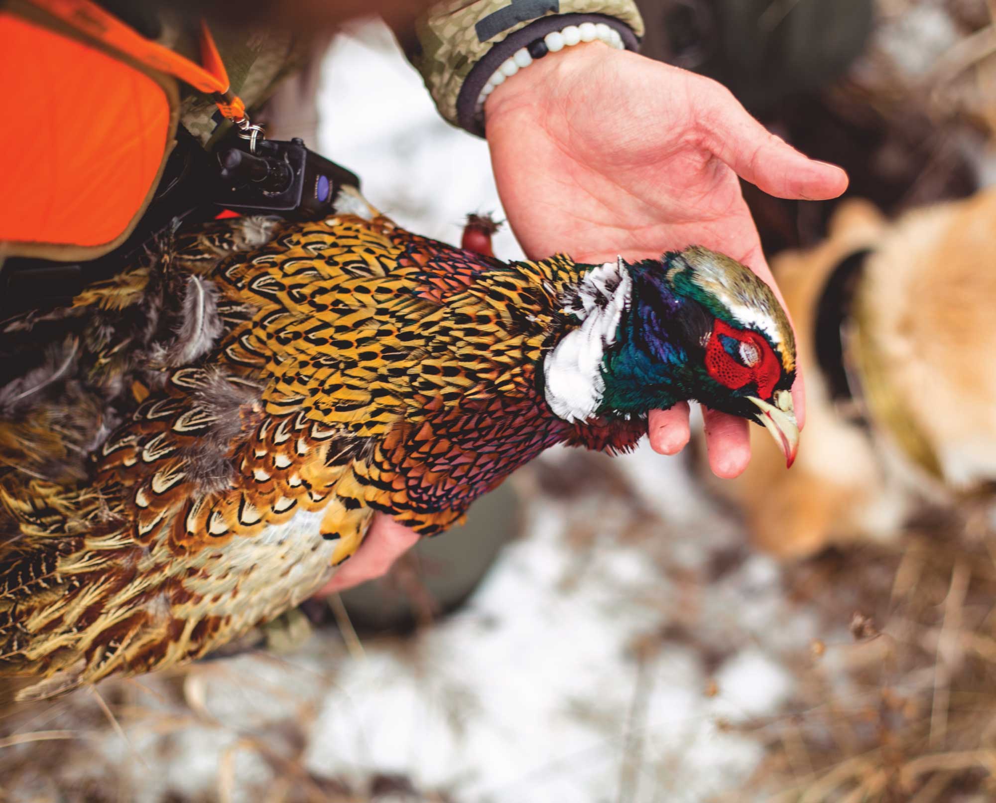 A pheasant hunter holding a bird with his gun dog.