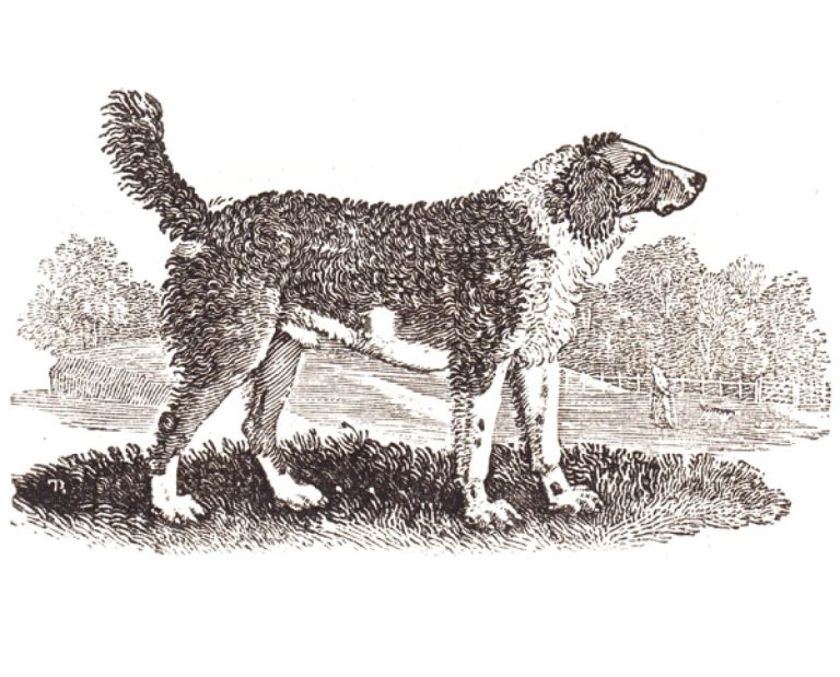 Historical illustration of the Large Water Spaniel