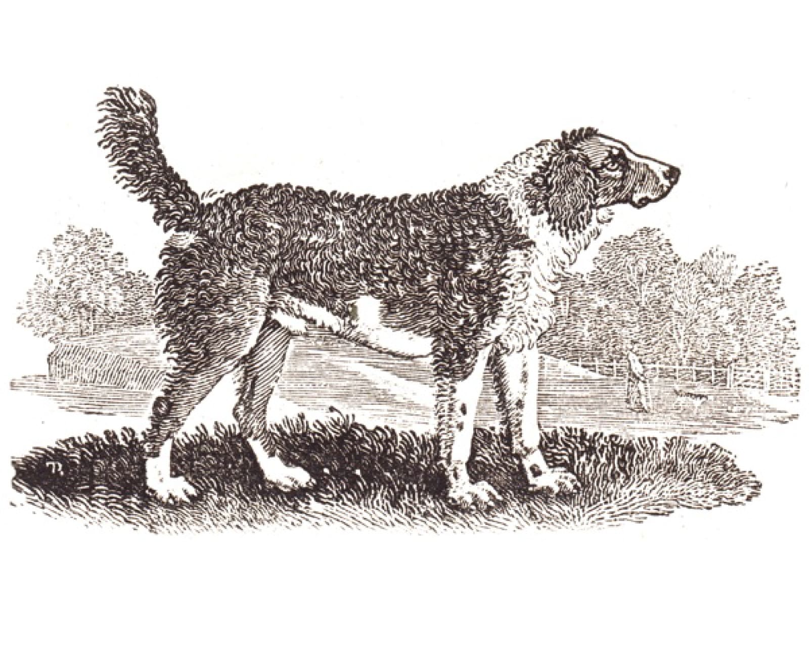 Historical illustration of the Large Water Spaniel