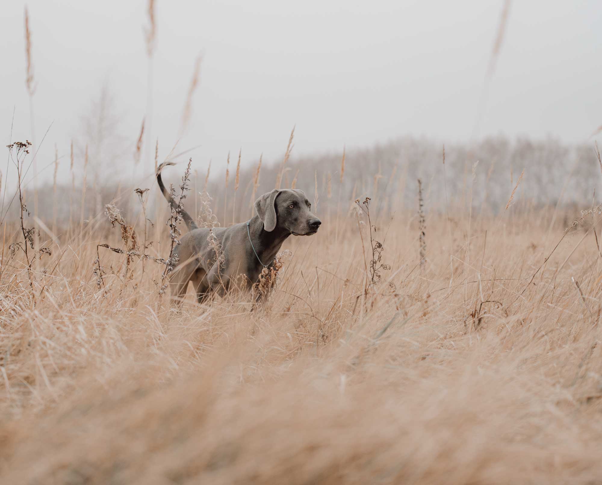 A Weimaraner in a field