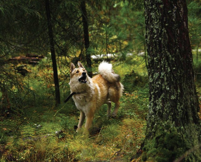 Siberian Laika hunts the forest and sounds off at game.