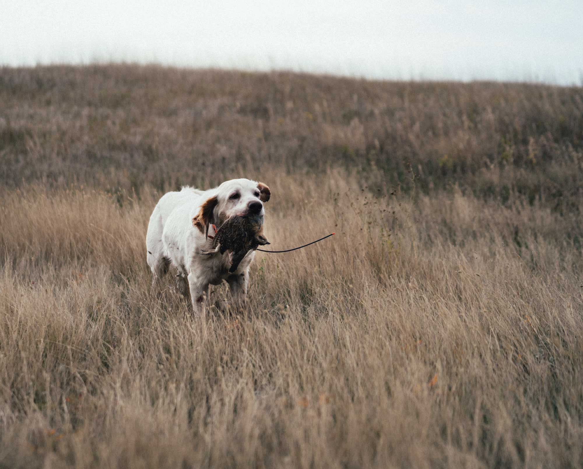 A bird dog retrives a bird in western states