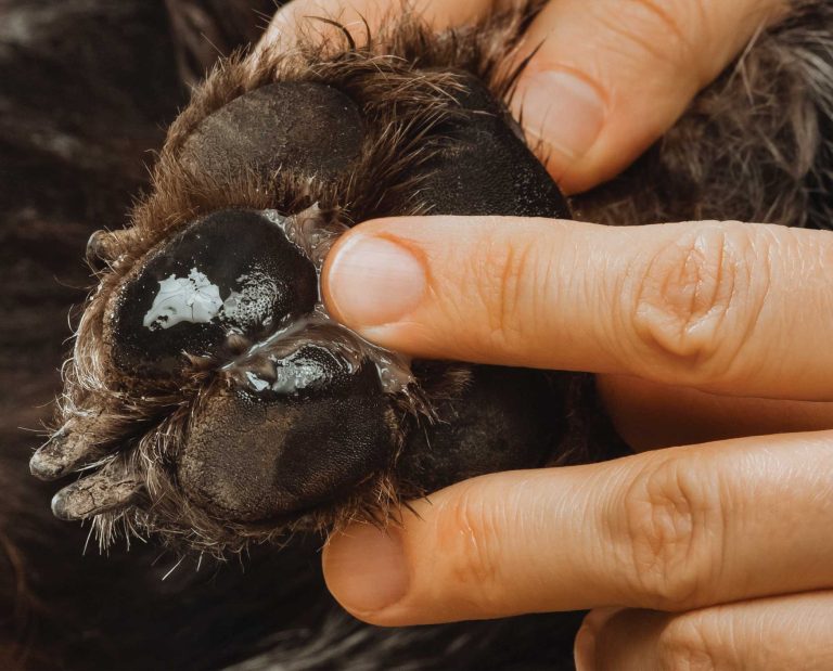 A bird hunter tending to his bird hunting dog at his tailgate.