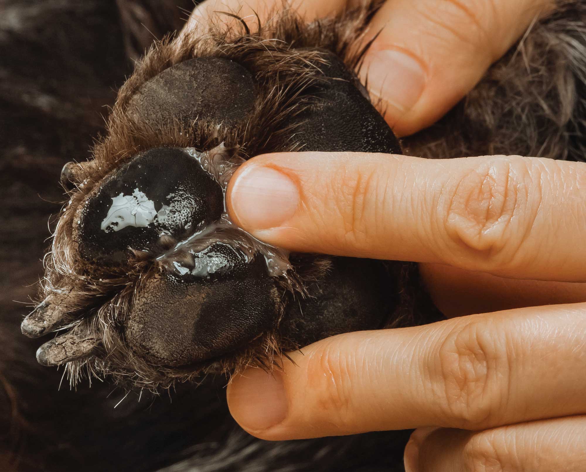 A bird hunter tending to his bird hunting dog at his tailgate.