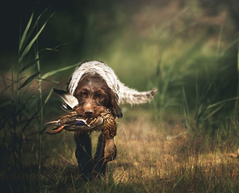 A hunting dog retrieves game