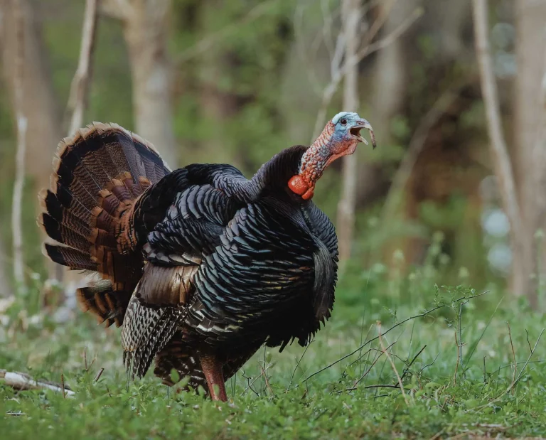 A wild turkey making a shock gobble.