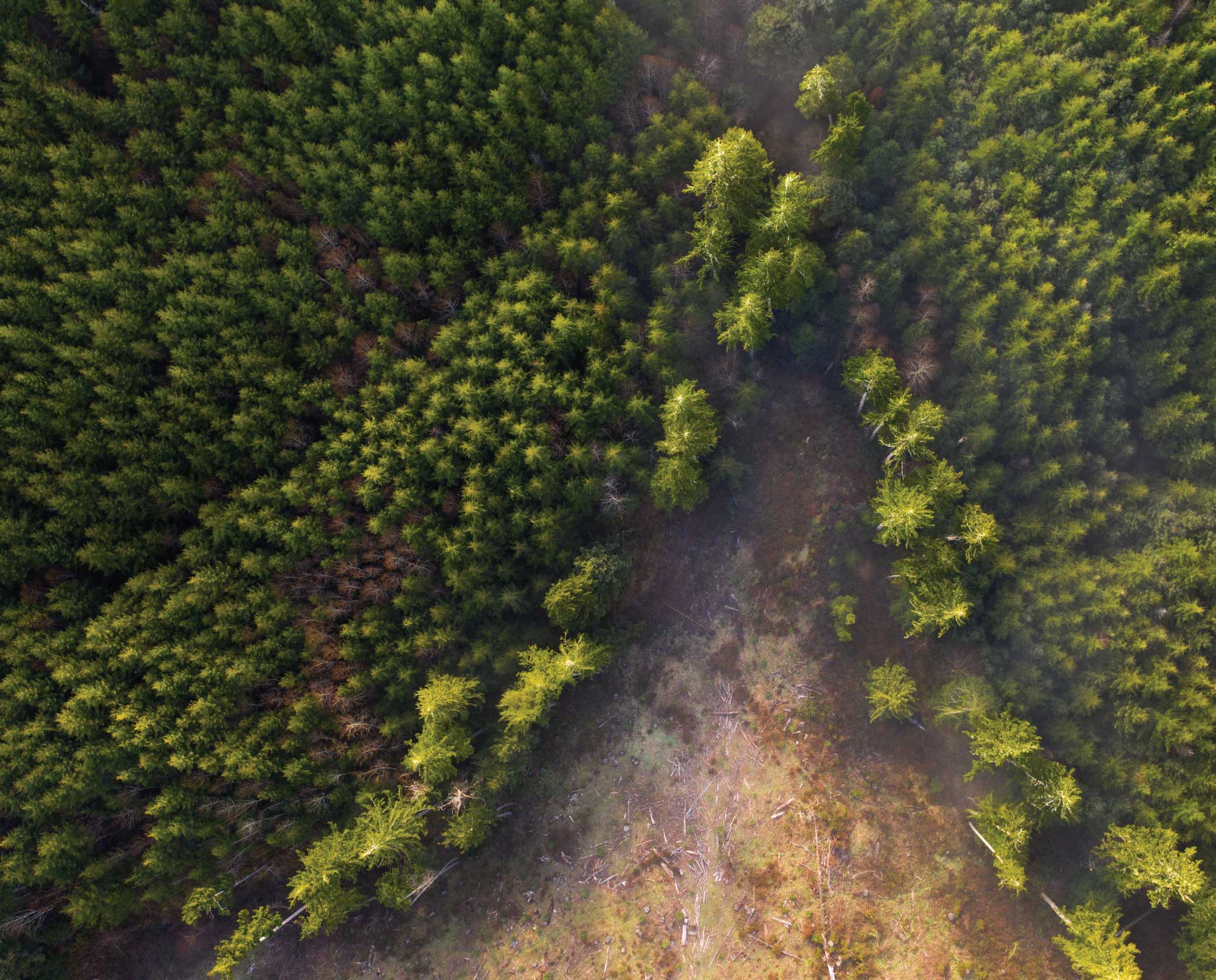 A forest cutting in a hunting spot