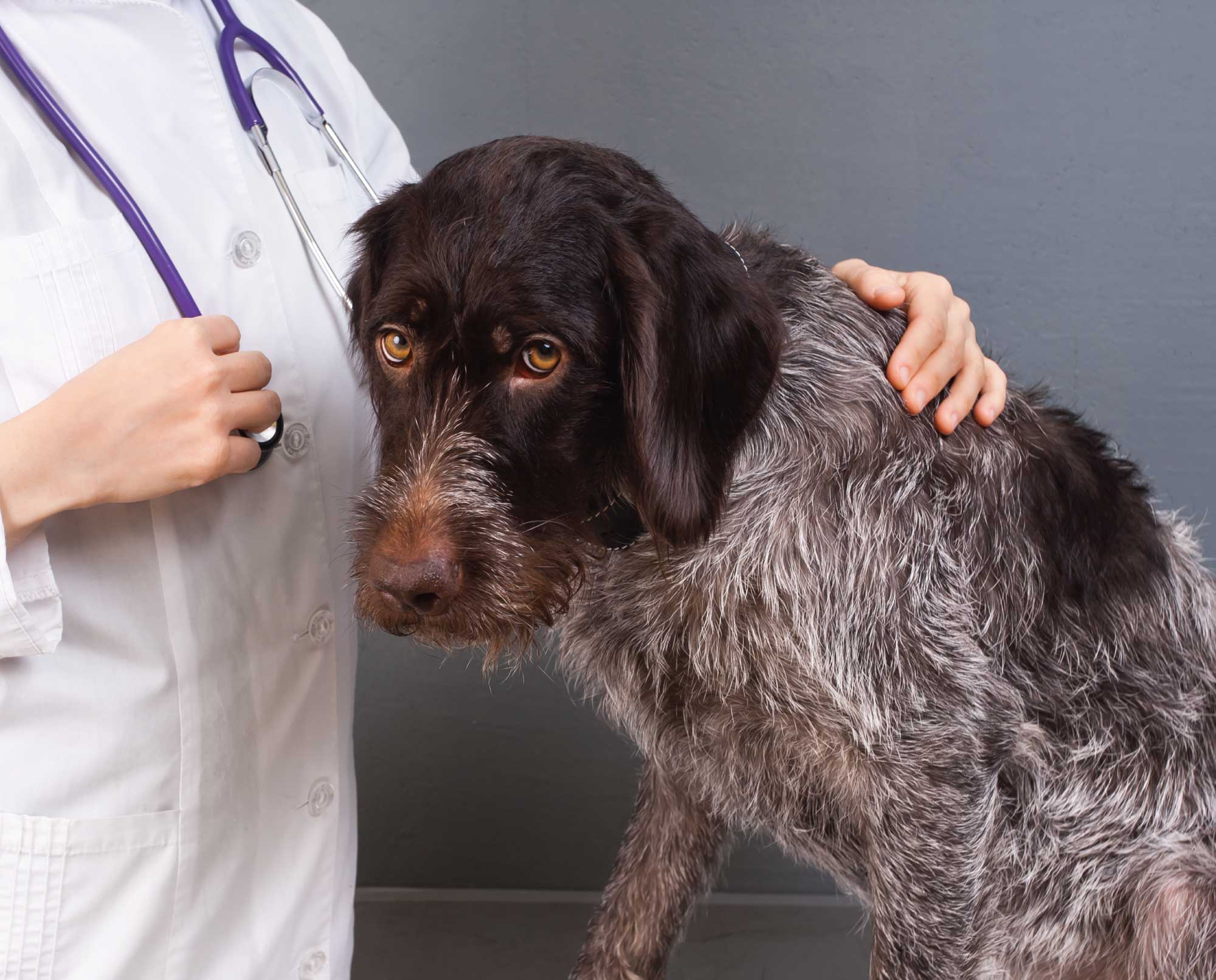 A veterinarian exams a dog to discuss spay and neuter options