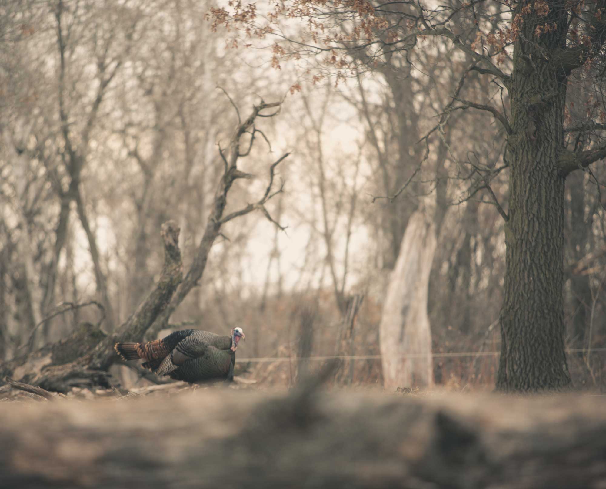 A wild turkey comes into a call mid morning