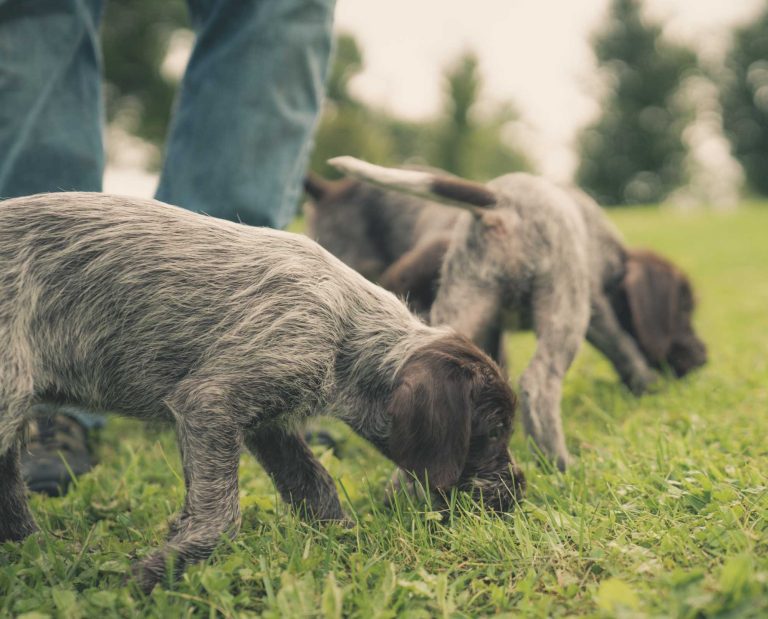 bird dog puppies working on socializing.