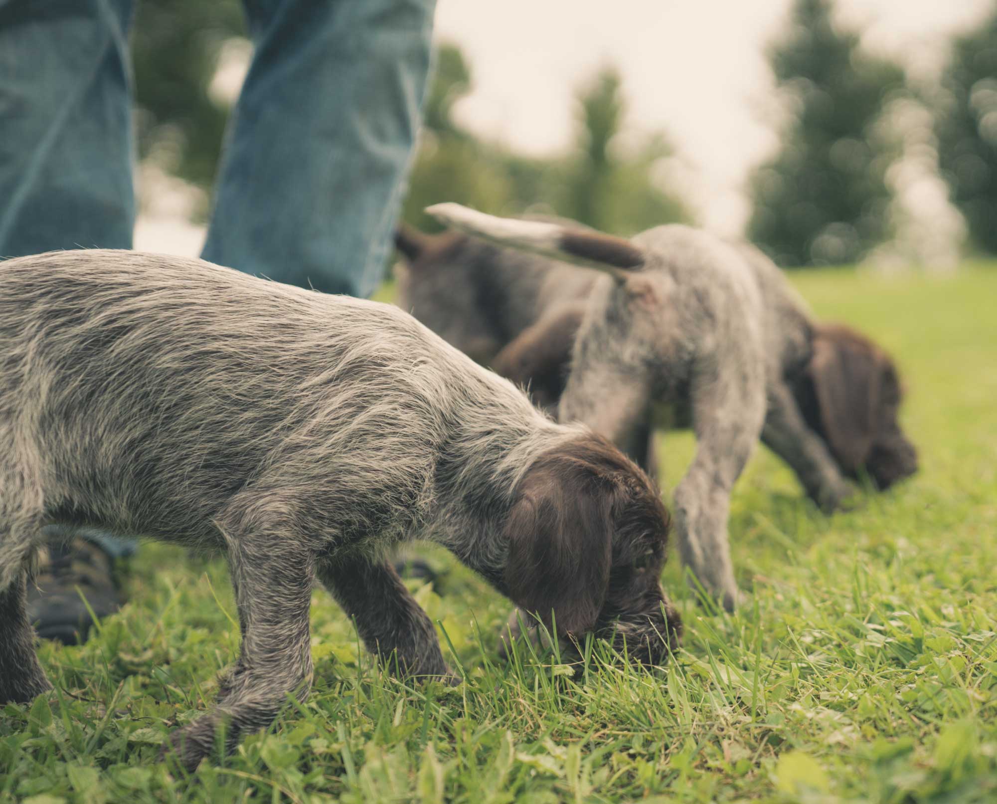 bird dog puppies working on socializing.