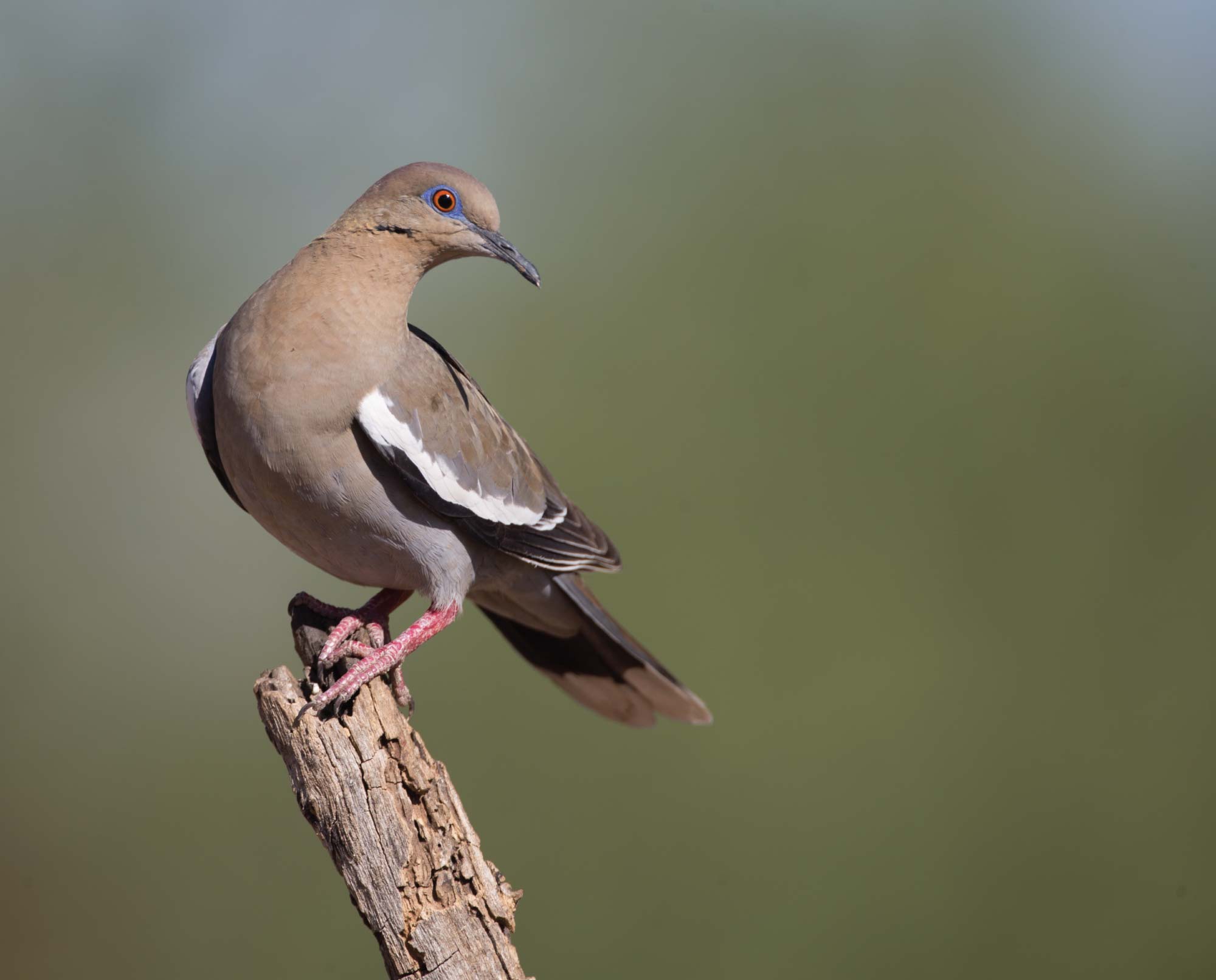 A white winged dove standing on a branch