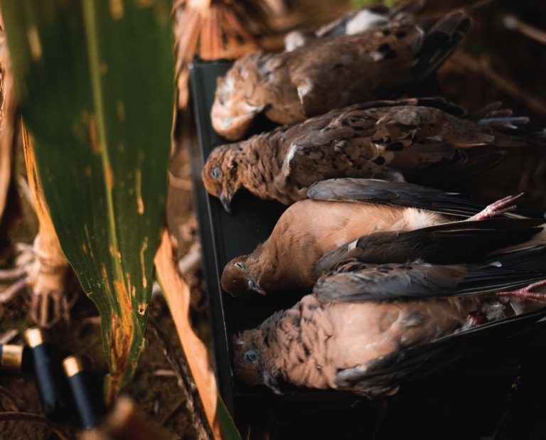 Doves and shotgun shells in a corn field
